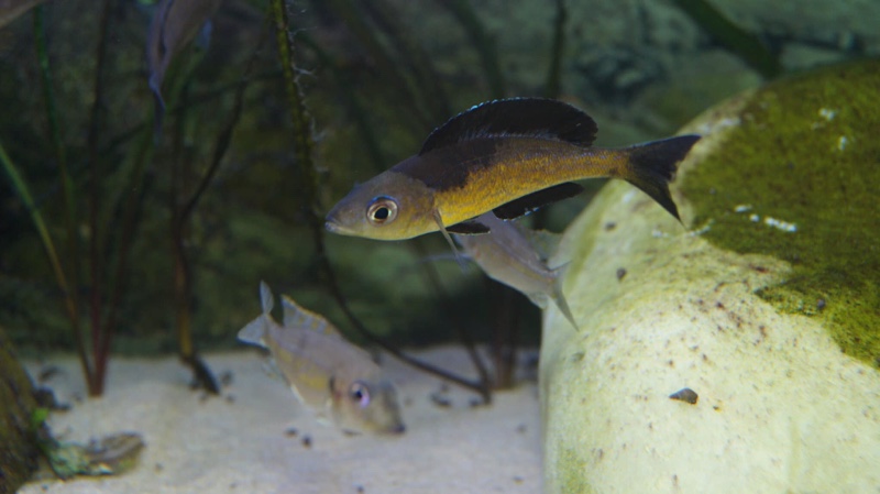 Cyprichromis microlepidotus 'Bilila (Kavala) Island'